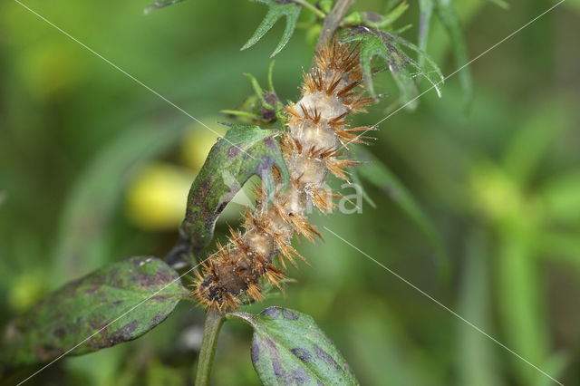 Buff Ermine (Spilosoma lutea)