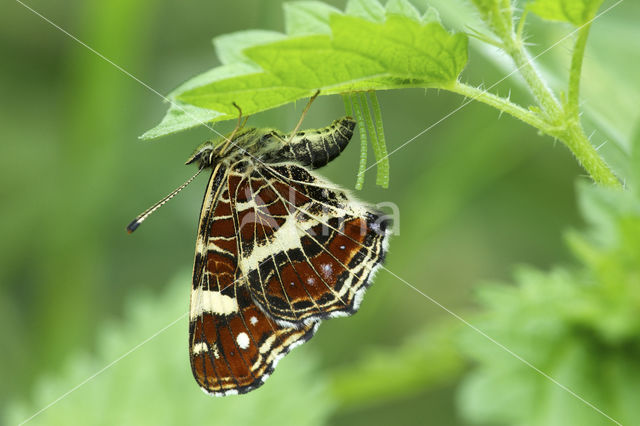 Landkaartje (Araschnia levana)