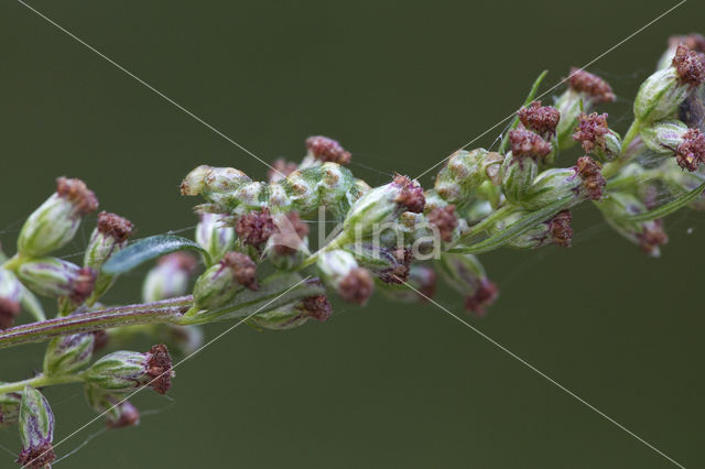 Absintmonnik (Cucullia absinthii)