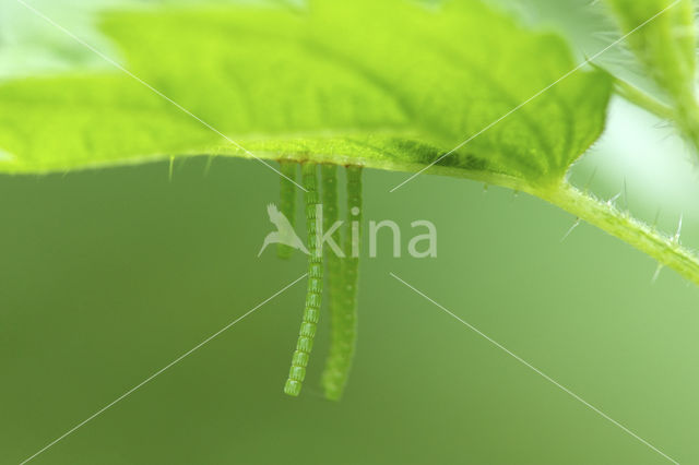 Map Butterfly (Araschnia levana)