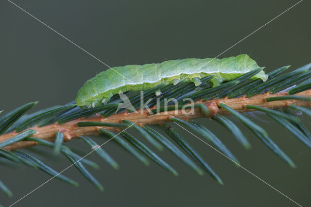 Levervlek (Euplexia lucipara)