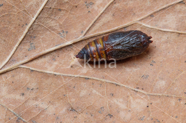 Pebble Hook-tip (Drepana falcataria)