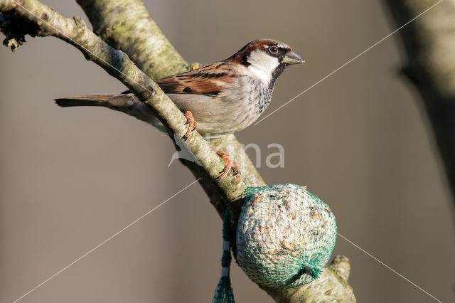 Huismus (Passer domesticus)