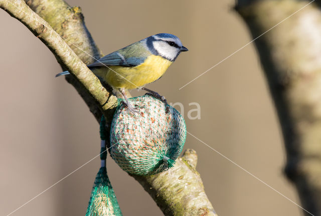 Blue Tit (Parus caeruleus)