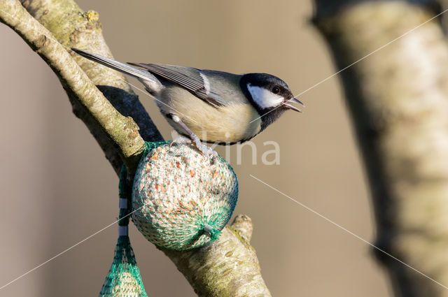 Great Tit (Parus major)