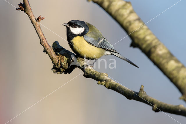 Great Tit (Parus major)