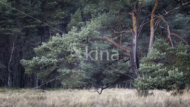 Grove den (Pinus sylvestris)