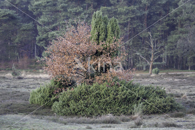 Jeneverbes (Juniperus communis)