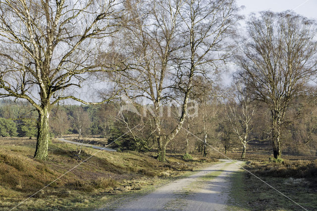 Silver Birch (Betula pendula)