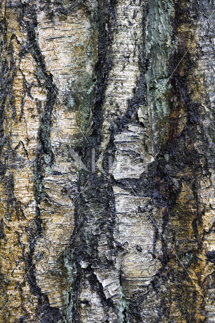 Ruwe berk (Betula pendula)