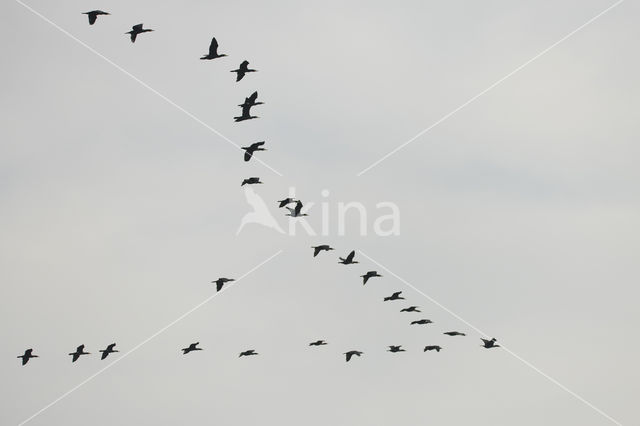 Aalscholver (Phalacrocorax carbo)