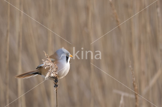 Bearded Reedling (Panurus biarmicus)