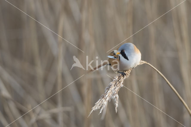 Bearded Reedling (Panurus biarmicus)