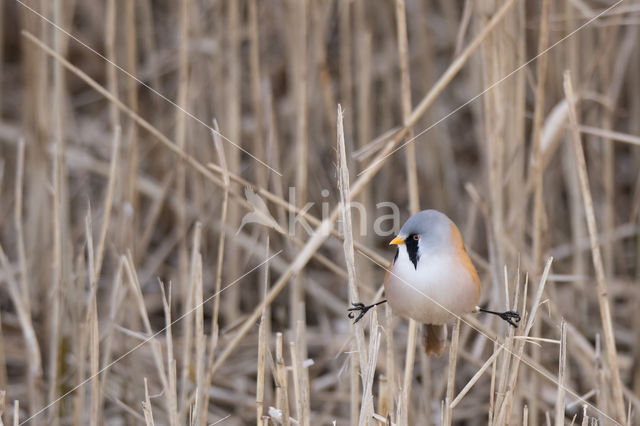 Bearded Reedling (Panurus biarmicus)