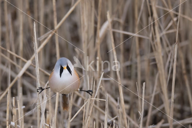 Bearded Reedling (Panurus biarmicus)