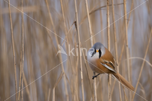 Bearded Reedling (Panurus biarmicus)