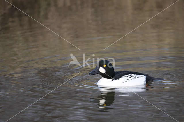 Common Goldeneye (Bucephala clangula)