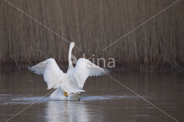 Wilde Zwaan (Cygnus cygnus)