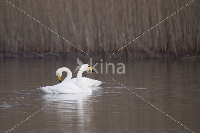 Wilde Zwaan (Cygnus cygnus)