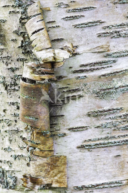 Ruwe berk (Betula pendula)