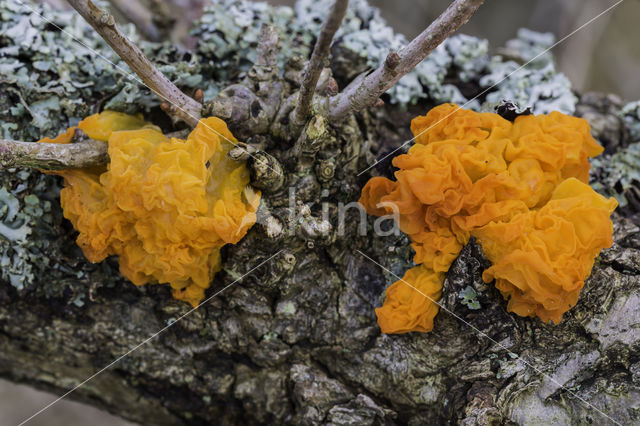 Yellow brain (Tremella mesenterica)