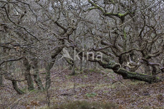 Zomereik (Quercus robur)