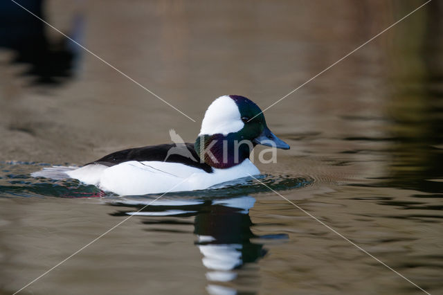 Buffelkopeend (Bucephala albeola)