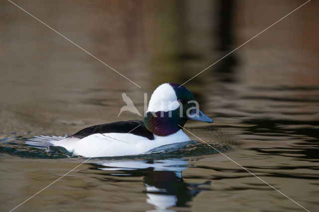 Buffelkopeend (Bucephala albeola)