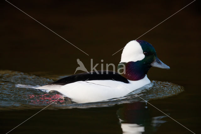 Buffelkopeend (Bucephala albeola)