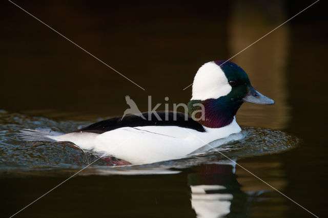 Buffelkopeend (Bucephala albeola)