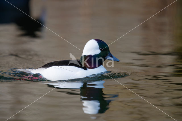 Buffelkopeend (Bucephala albeola)