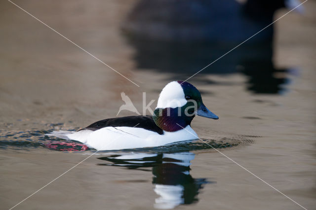 Buffelkopeend (Bucephala albeola)