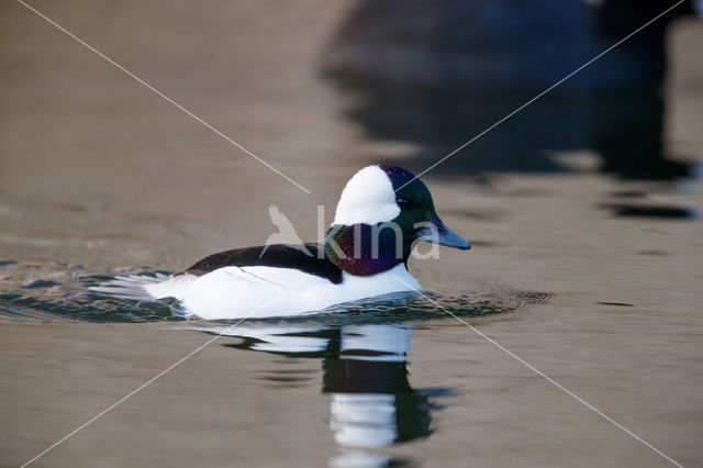 Buffelkopeend (Bucephala albeola)