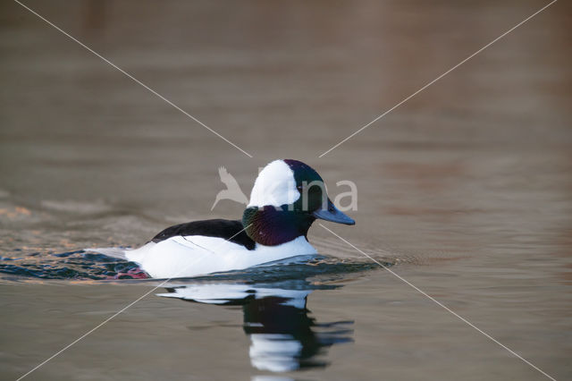 Buffelkopeend (Bucephala albeola)