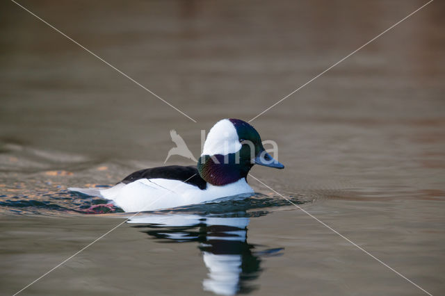 Buffelkopeend (Bucephala albeola)