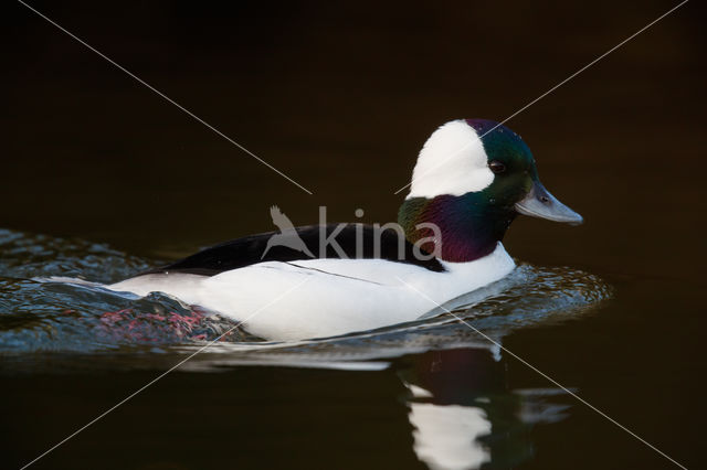 Buffelkopeend (Bucephala albeola)