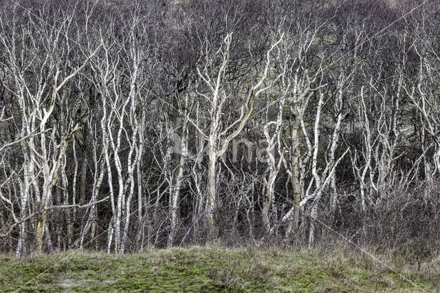 Silver Birch (Betula pendula)