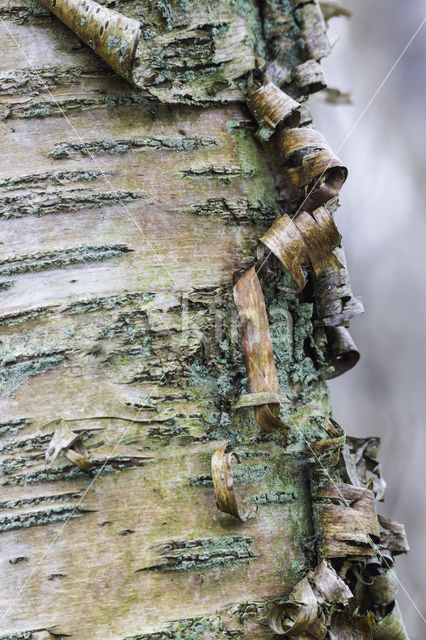 Ruwe berk (Betula pendula)