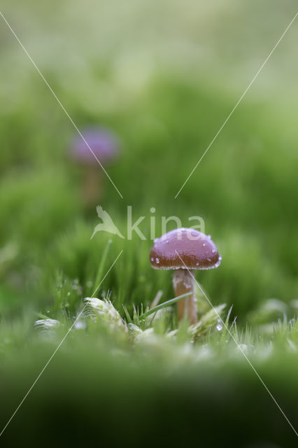 Mushroom