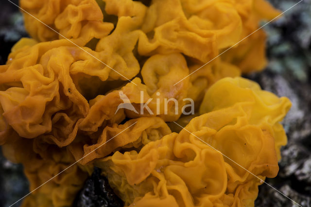 Yellow brain (Tremella mesenterica)