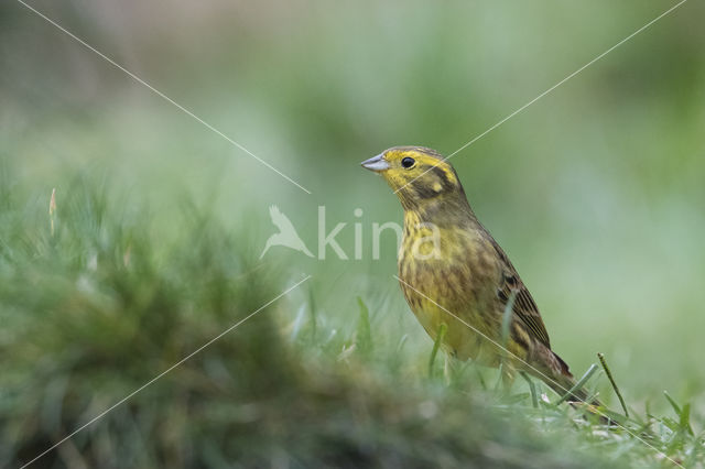 Geelgors (Emberiza citrinella)