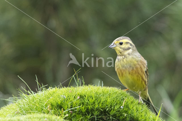 Yellowhammer (Emberiza citrinella)