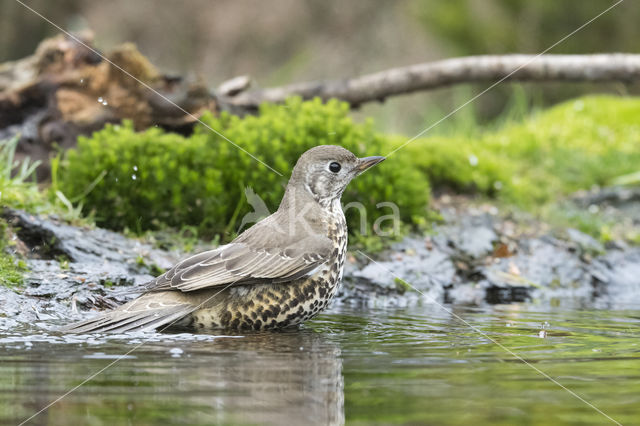 Mistle Thrush (Turdus viscivorus)