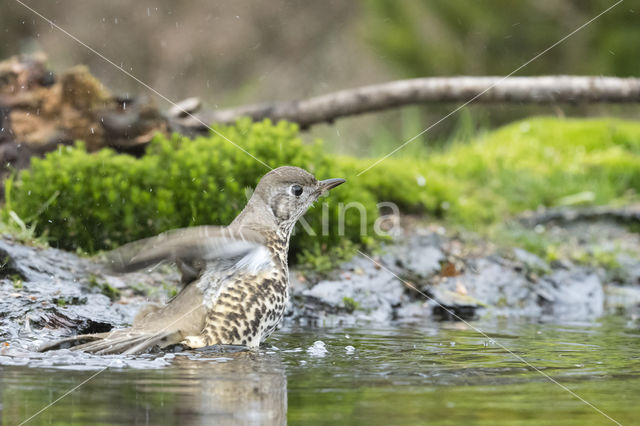 Mistle Thrush (Turdus viscivorus)