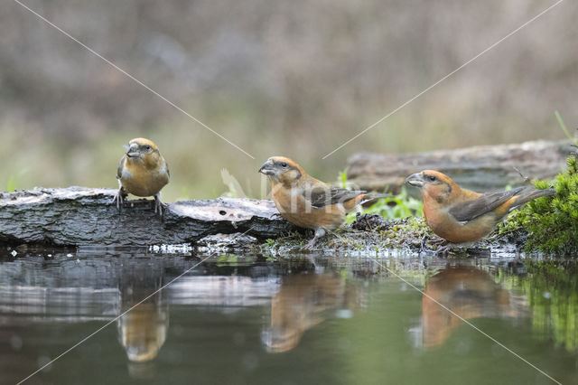 Grote Lijster (Turdus viscivorus)