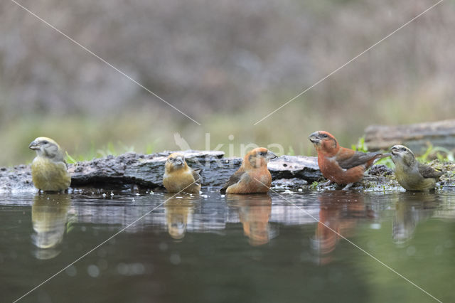 Grote Lijster (Turdus viscivorus)