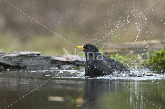 Grote Lijster (Turdus viscivorus)