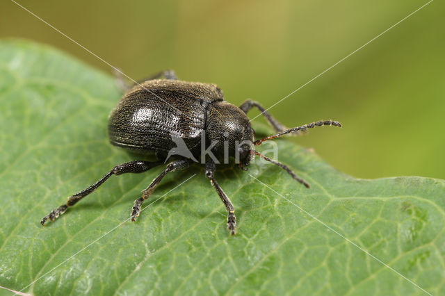 western grape rootworm (Bromius obscurus)