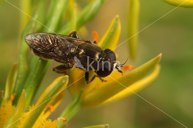 onion bulb fly (Eumerus strigatus)