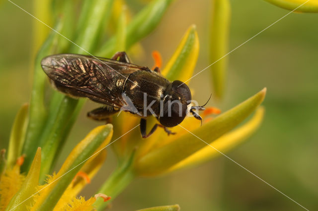 Gewone Bollenzwever (Eumerus strigatus)